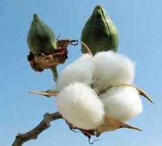 Raw Cotton